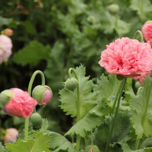 Rośliny ogrodowe: Co posadzić w przydomowym ogrodzie?